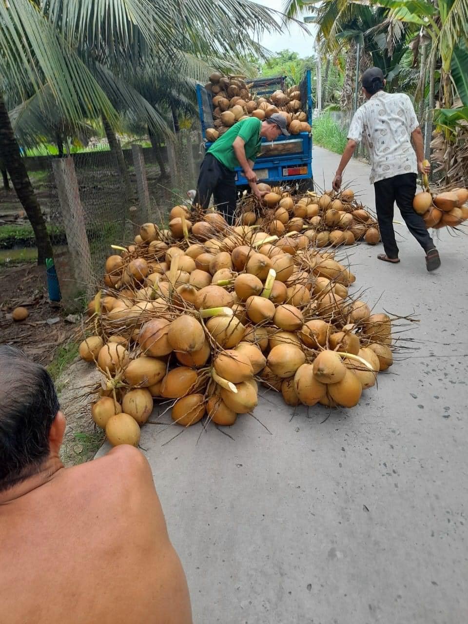 Dừa tại vườn 1