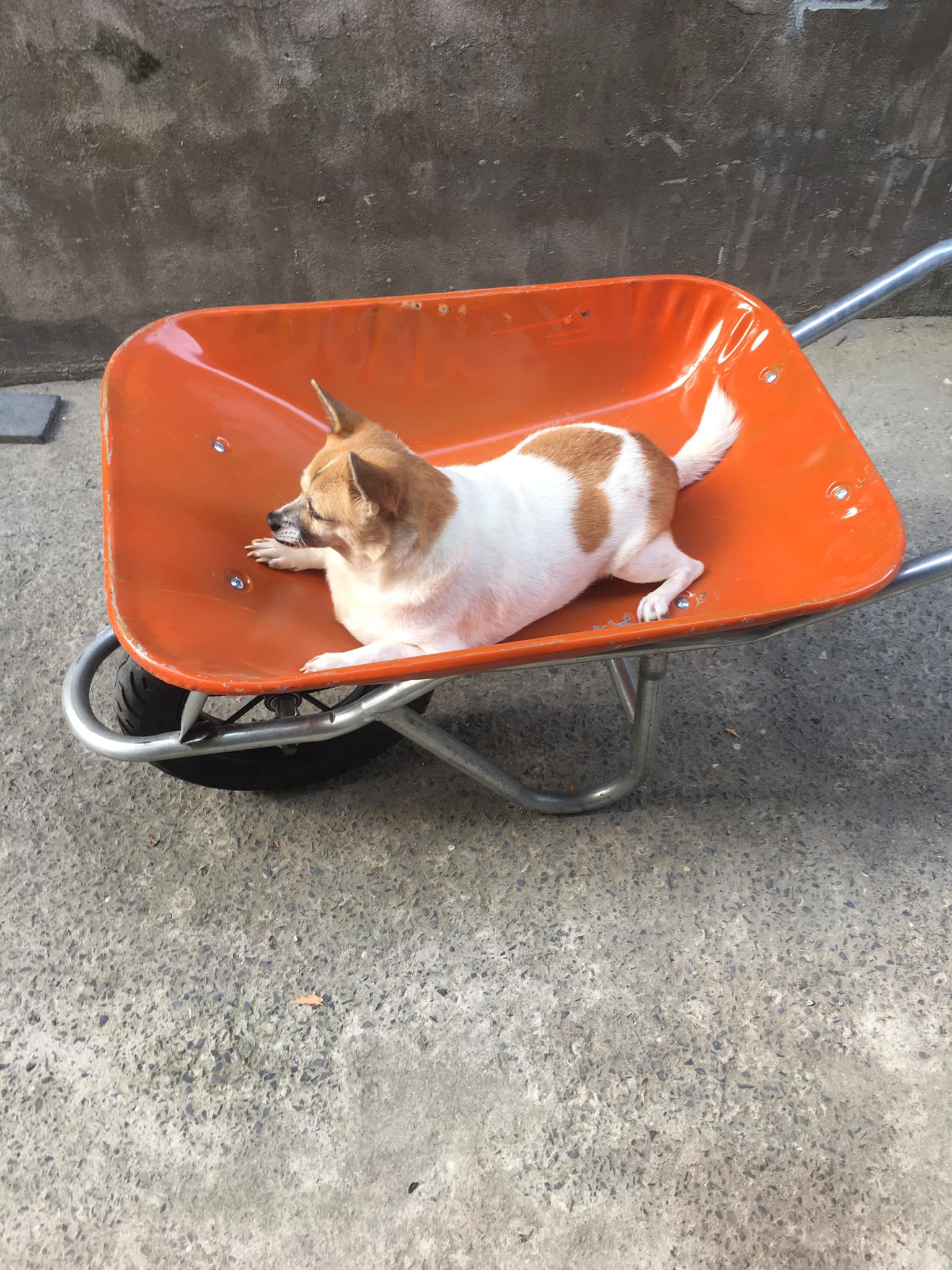 Dừa tại vườn 5