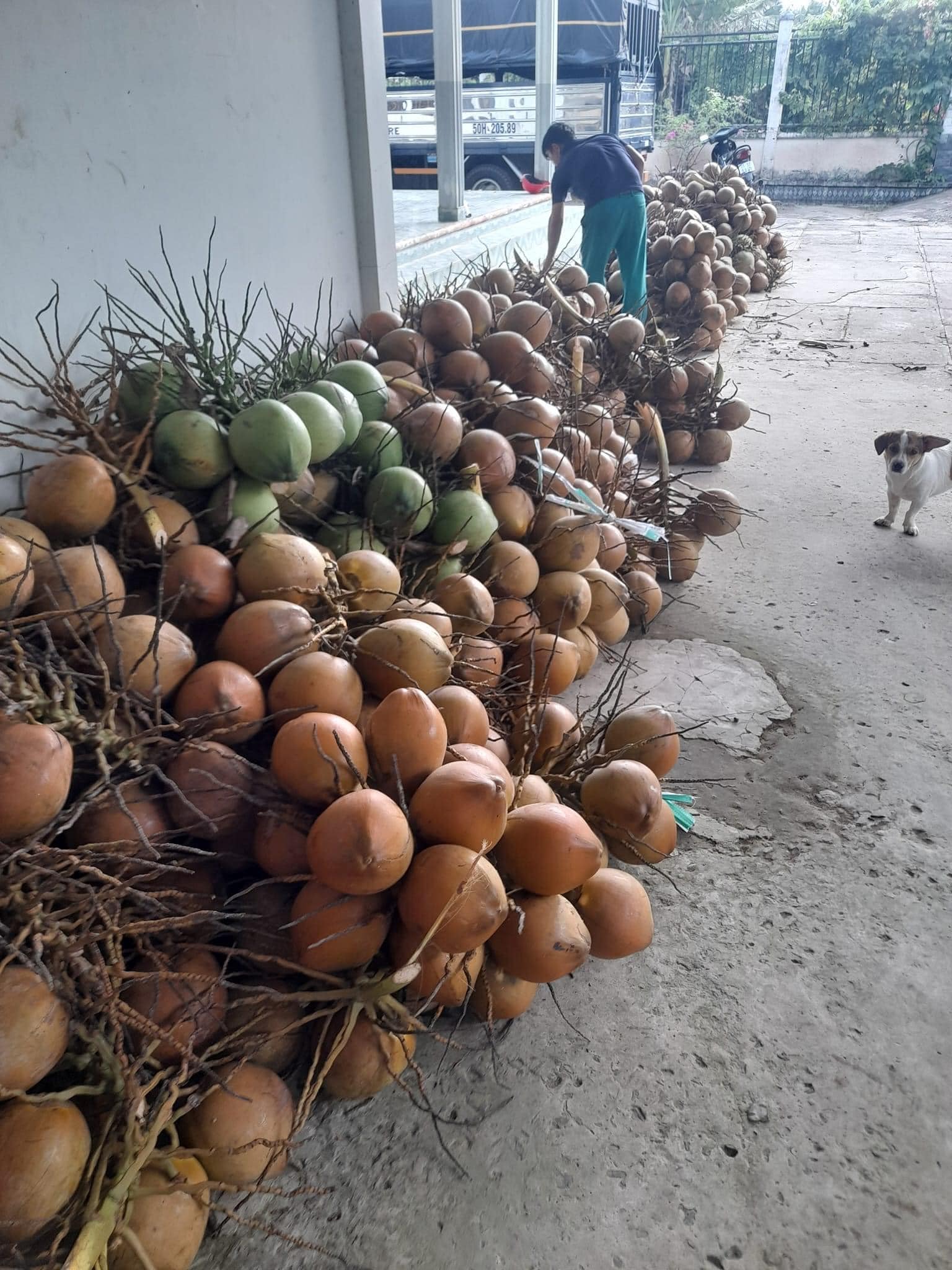 Dừa Mã Lai Trái (size vừa)