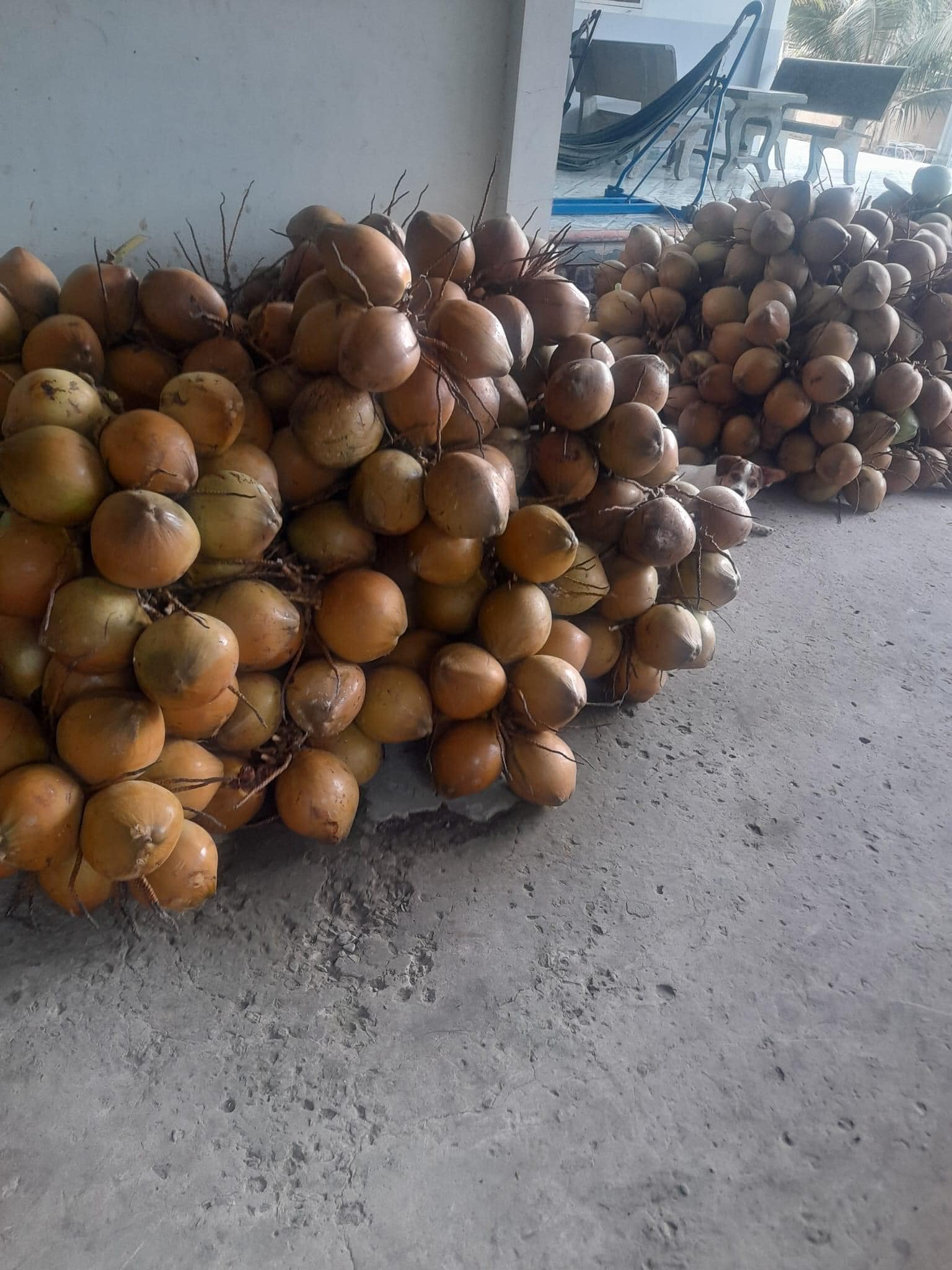 Dừa Xiêm Trái (size nhỏ)